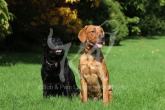 Retriever - Labrador