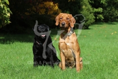 Retriever - Labrador