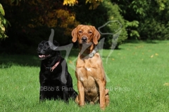 Retriever - Labrador