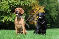 Retriever - Labrador