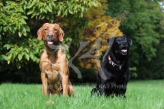 Retriever - Labrador
