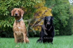 Retriever - Labrador