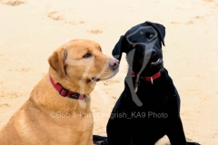 Retriever - Labrador