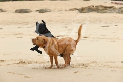 Retriever - Labrador