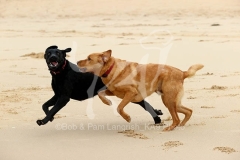 Retriever - Labrador