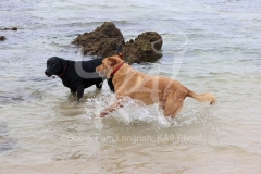 Retriever - Labrador