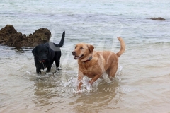 Retriever - Labrador