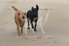 Retriever - Labrador