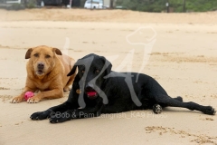 Retriever - Labrador