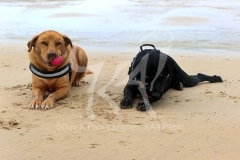 Retriever - Labrador