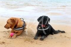 Retriever - Labrador