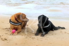 Retriever - Labrador