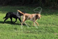 Retriever - Labrador