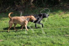 Retriever - Labrador