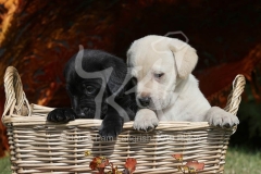 Retriever - Labrador