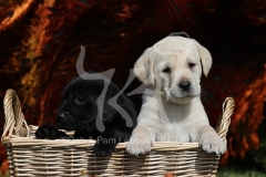 Retriever - Labrador