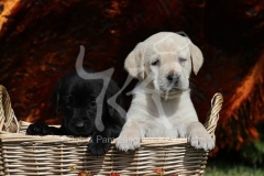 Retriever - Labrador