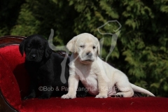 Retriever - Labrador