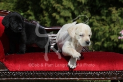 Retriever - Labrador