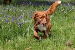 Retriever - Nova Scotia Duck Tolling