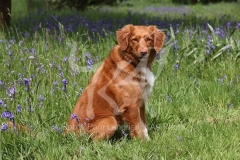 Retriever - Nova Scotia Duck Tolling