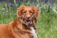 Retriever - Nova Scotia Duck Tolling