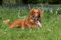 Retriever - Nova Scotia Duck Tolling