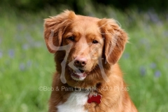 Retriever - Nova Scotia Duck Tolling