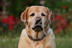 Retriever - Yellow Labrador