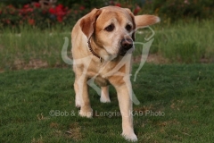 Retriever - Yellow Labrador