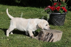 Retriever - Yellow Labrador