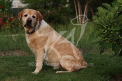Retriever - Yellow Labrador
