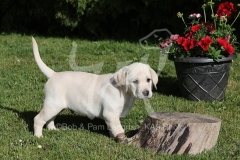 Retriever - Yellow Labrador