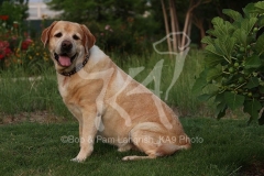 Retriever - Yellow Labrador