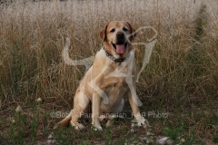 Retriever - Yellow Labrador