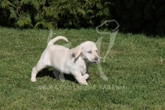 Retriever - Yellow Labrador