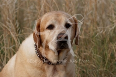 Retriever - Yellow Labrador