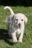 Retriever - Yellow Labrador