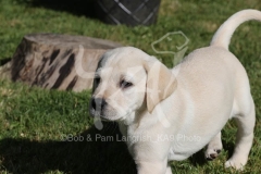 Retriever - Yellow Labrador
