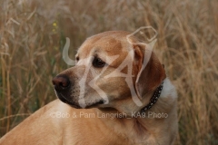 Retriever - Yellow Labrador
