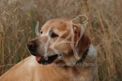 Retriever - Yellow Labrador