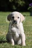 Retriever - Yellow Labrador