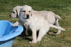 Retriever - Yellow Labrador
