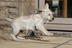 Retriever - Yellow Labrador