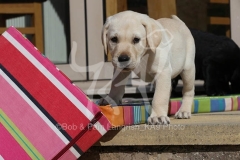 Retriever - Yellow Labrador