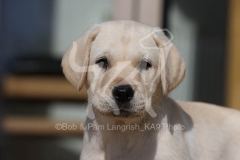 Retriever - Yellow Labrador