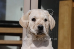 Retriever - Yellow Labrador