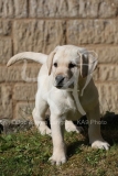 Retriever - Yellow Labrador