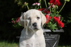 Retriever - Yellow Labrador