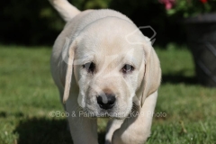 Retriever - Yellow Labrador